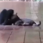 Animal Viral Video: स्पाइडर मंकी और बिल्ली के बीच प्यार को देखकर पिघल जाएगा आपका दिल; देखें विडिओ